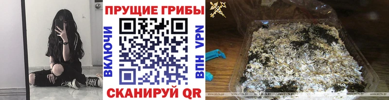 Псилоцибиновые грибы Psilocybe  Порхов 